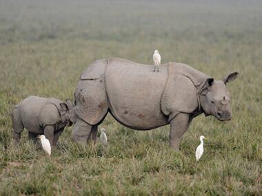 Hunters become the hunted: Riflemen out to poach rhinos in South Africa get mauled by lions