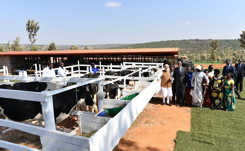 Modi on Tuesday gifted 200 cows to villagers in Rwanda to support Kagame's ambitious initiative for poverty reduction and tackling childhood malnutrition. Twitter @narendramodi Modi on Tuesday gifted 200 cows to villagers in Rwanda to support Kagame's ambitious initiative for poverty reduction and tackling childhood malnutrition. Twitter @narendramodi