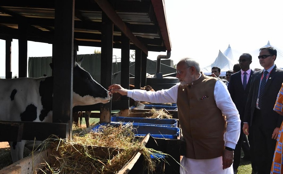 Modi gifted the cows to poor families during a function at Rweru Model Village and appreciated the government's 'Girinka Programme'. Twitter @narendramodi Modi gifted the cows to poor families during a function at Rweru Model Village and appreciated the government's 'Girinka Programme'. Twitter @narendramodi