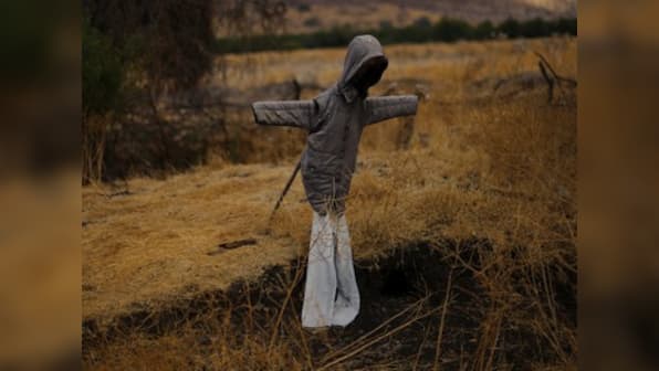 After Karnataka elections, Chikmagalur farmers use Narendra Modi, Amit Shah cutouts as scarecrows
