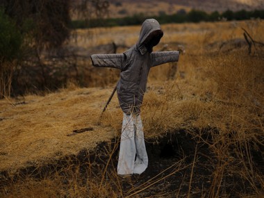 After Karnataka elections, Chikmagalur farmers use Narendra Modi, Amit Shah cutouts as scarecrows After Karnataka elections, Chikmagalur farmers use Narendra Modi, Amit Shah cutouts as scarecrows