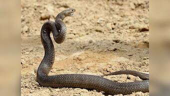 Chinese woman dies after being bitten by venomous serpent she purchased online to make snake wine