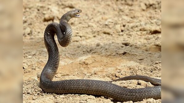 Chinese woman dies after being bitten by venomous serpent she purchased online to make snake wine