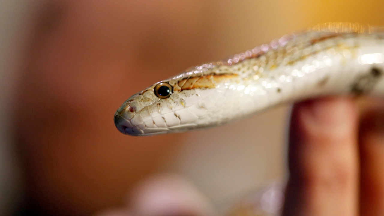 World Snake Day 2018: Conservationists attempt to restore the reptile's status World Snake Day 2018: Conservationists attempt to restore the reptile's status