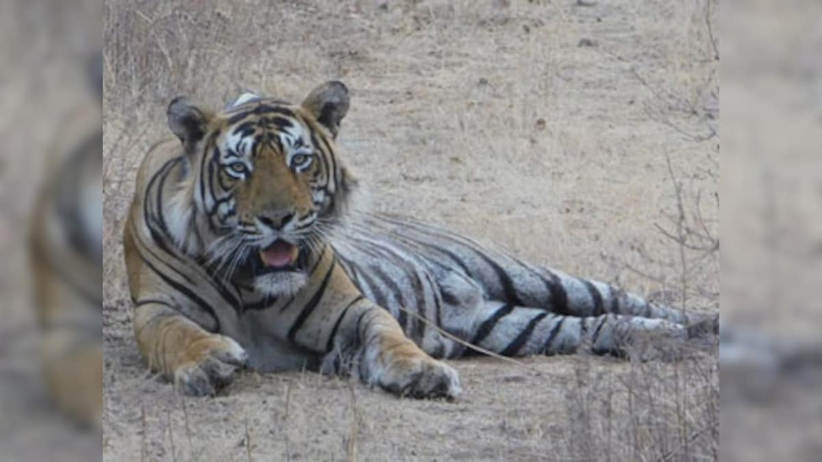 Ranthambore’s T-5, tiger who raised two orphan cubs, dies in territorial fight; Ashok Gehlot lauds ‘fatherly insticts’