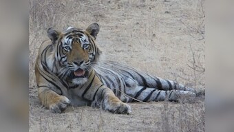 Shrinking space, fear of territorial fights prompts Rajasthan to relocate tigers to Mukundra from Ranthambore reserve