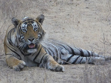 Shrinking space, fear of territorial fights prompts Rajasthan to relocate tigers to Mukundra from Ranthambore reserve Shrinking space, fear of territorial fights prompts Rajasthan to relocate tigers to Mukundra from Ranthambore reserve