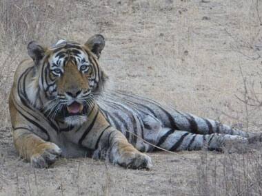 Indian tigers in distress: Death of three outside Tadoba reserve exposes skewed laws, territorial crunch in safe havens