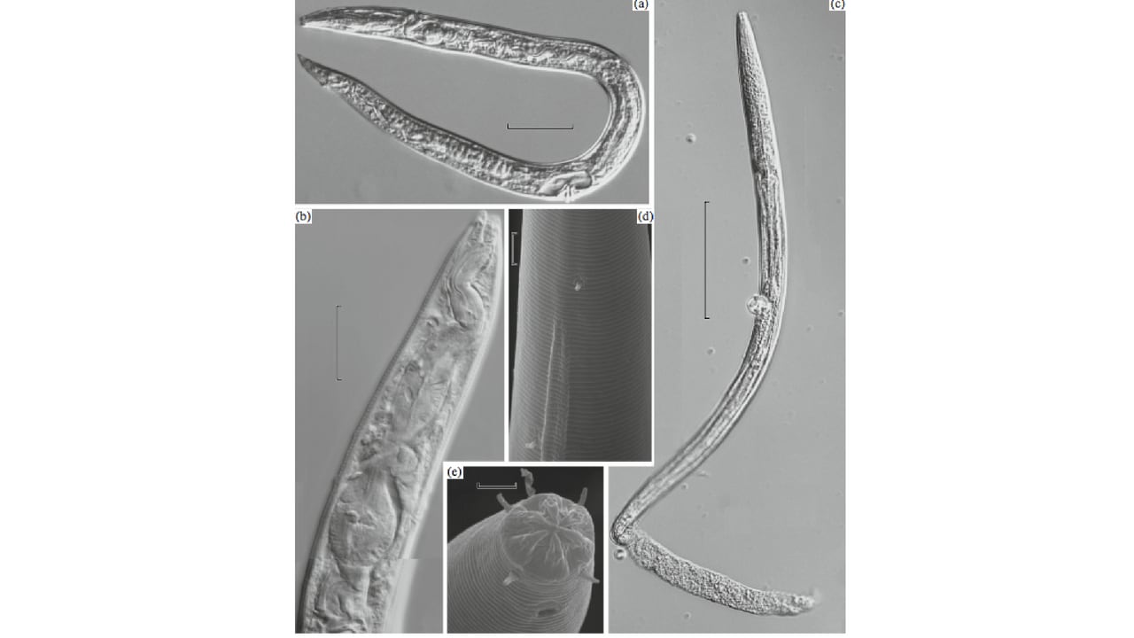   Nematodes isolated from Pleistocene permafrost deposits of the Kolyma River plain. Image: Springer Link 