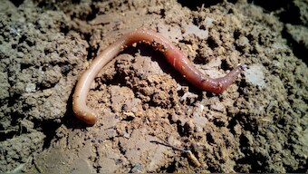 Scientists discover worms that have been napping for 40,000 years in Siberia