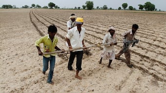 Monsanto wins GM cotton seeds patent case, may boost biotech investment in India