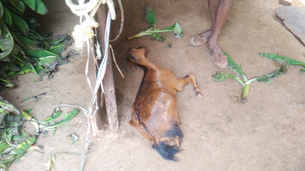 Death of livestock continues to be a reason for distress among the villagers