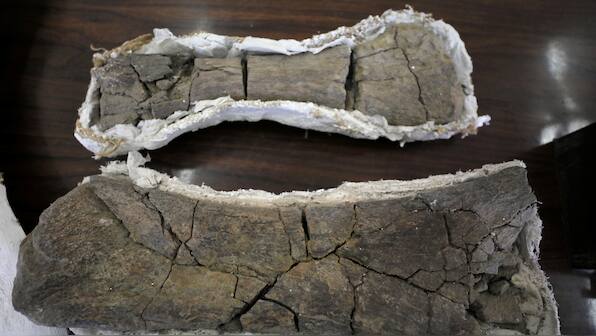 Archeologists find remains of a 200-million-year old giant dinosaur in Argentina