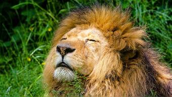 Pride of lions killing suspected rhino poachers has Twitter applauding the cats