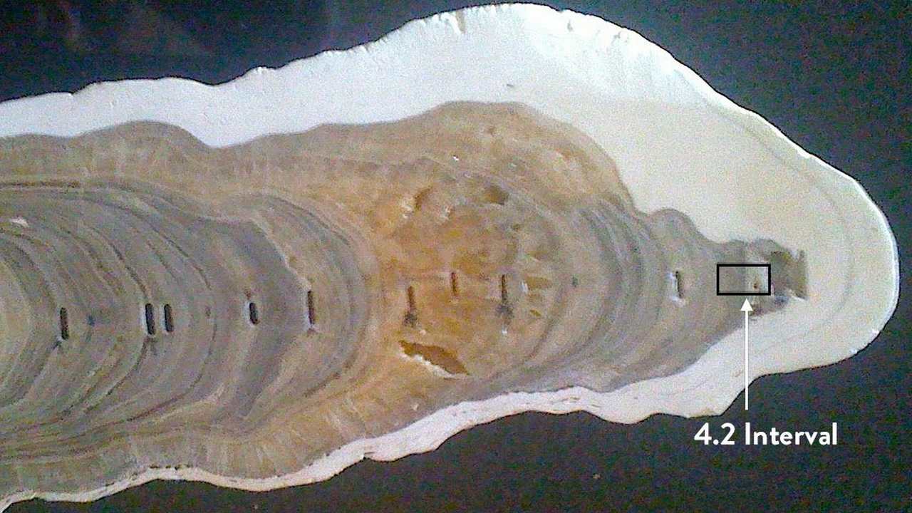 A portion of an Indian stalagmite that defines the beginning of the Meghalayan Age. Image: IUGS webiste