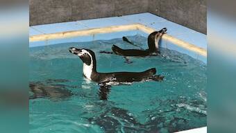 Humboldt Penguin lays egg at Mumbai's Byculla Zoo; officials plan to add hatchling to present colony