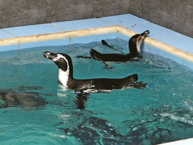 Humboldt Penguin lays egg at Mumbai's Byculla Zoo; officials plan to add hatchling to present colony Humboldt Penguin lays egg at Mumbai's Byculla Zoo; officials plan to add hatchling to present colony