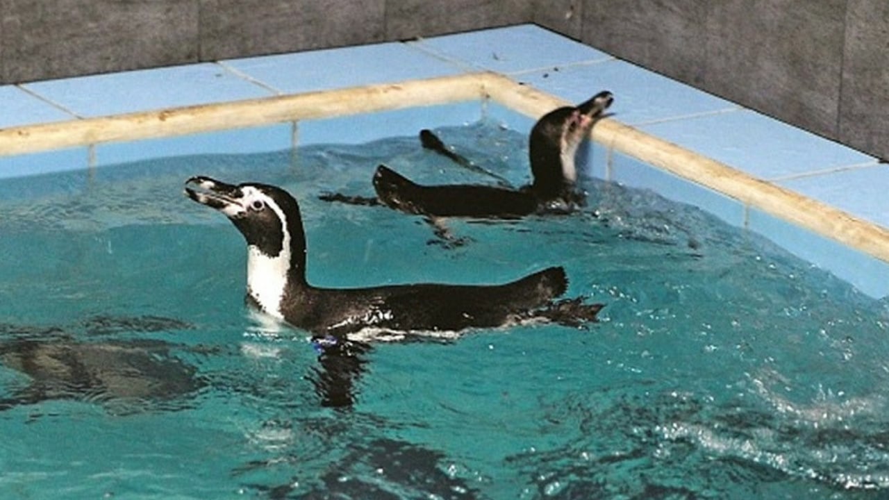 flip a zoo penguin