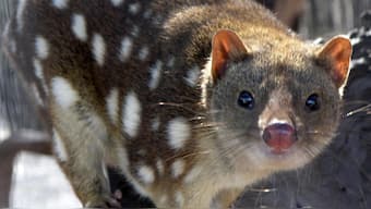 After disappearing for 50 years, first eastern quolls spotted in Australian wild