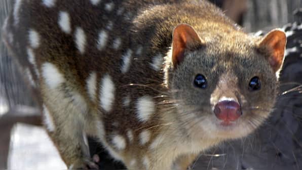 After disappearing for 50 years, first eastern quolls spotted in Australian wild