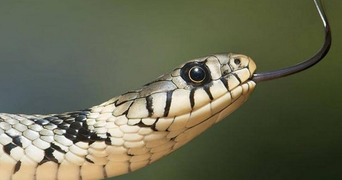 Chinese woman dies after being bitten by venomous serpent she purchased ...
