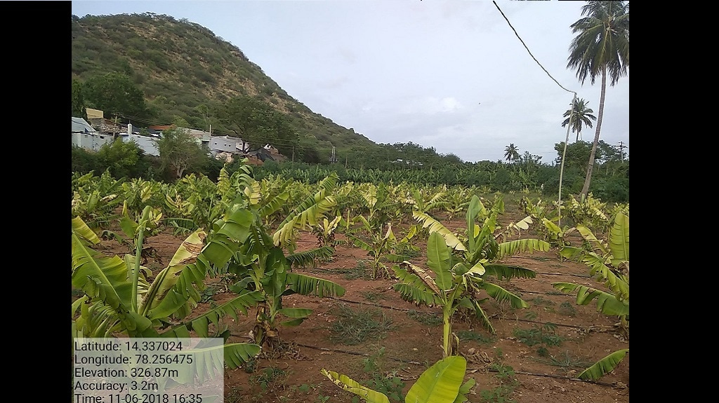 Seven-month-old crop that shows stunted growth in Mabbuchintalapalle