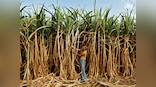 Ethanol blending with petrol likely to reach 7.2% in 2018-19 season from 4.2% last year
