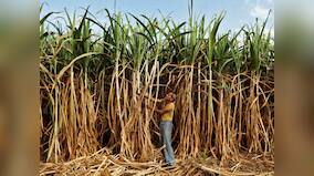 Ethanol blending with petrol likely to reach 7.2% in 2018-19 season from 4.2% last year