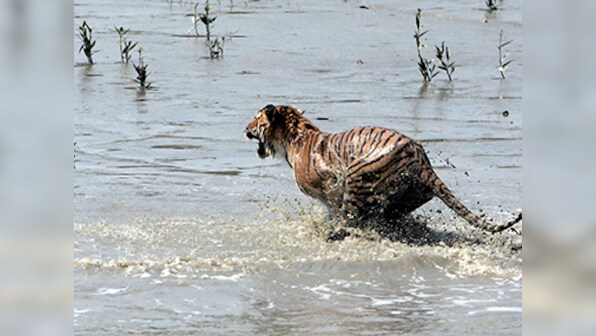 International Tiger Day: Take this quiz to find out how much you know about the big cat