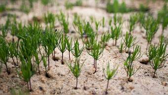 Over 9 crore saplings planted state-wide in Uttar Pradesh on Independence Day
