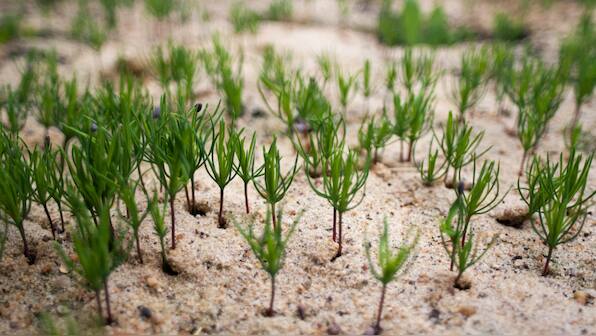 Over 9 crore saplings planted state-wide in Uttar Pradesh on Independence Day