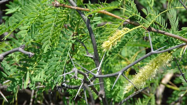 IIT engineers convert invasive weed to activated carbon to treat toxic waste