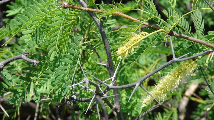 IIT engineers convert invasive weed to activated carbon to treat toxic waste
