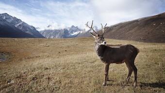 Watch: Manipur villagers rescue Sangai deer that escaped from flash floods, minister shares video