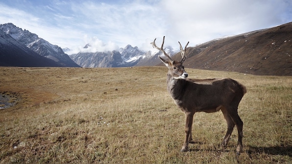 Extreme Arctic heat in Norway's far north drives reindeer into cool tunnels