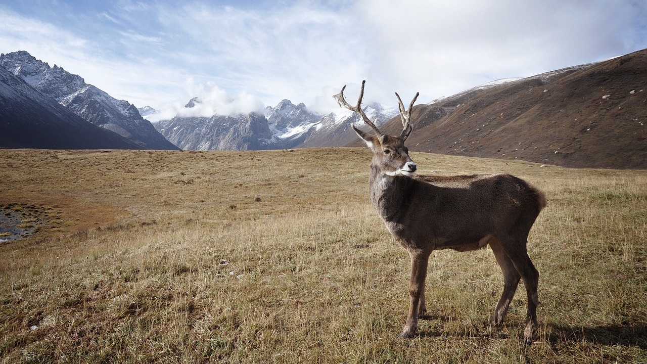 Watch: Manipur villagers rescue Sangai deer that escaped from flash floods, minister shares video Watch: Manipur villagers rescue Sangai deer that escaped from flash floods, minister shares video
