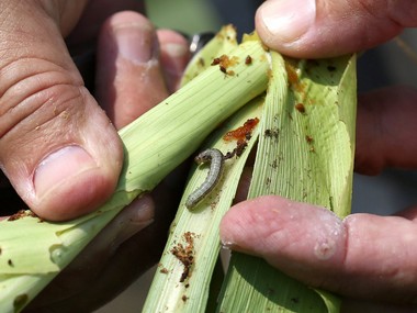 Crop-munching armyworm, which wrought havoc in Africa, detected in Karnataka; pest threatens millions of farmers in Asia, says UN Crop-munching armyworm, which wrought havoc in Africa, detected in Karnataka; pest threatens millions of farmers in Asia, says UN