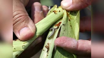 Crop-munching armyworm, which wrought havoc in Africa, detected in Karnataka; pest threatens millions of farmers in Asia, says UN