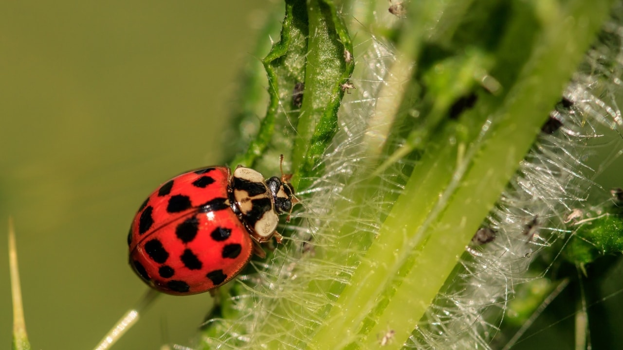 Global warming will make insects hungrier, put key crops at risk ...