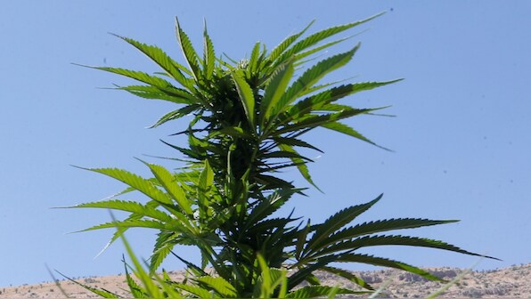 Scientists unpick how a non-intoxicating cannabis component may fight psychosis