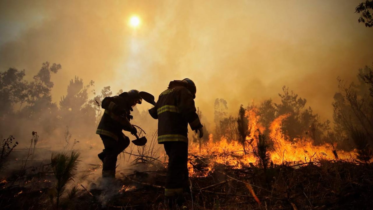 2021 should be the year humanity stops it war on nature pleads UN Sec-Gen Antonio Guterres