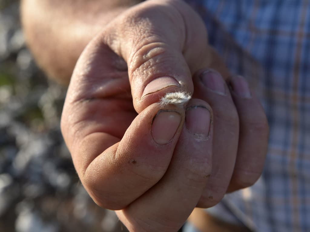 Cotton farmer Drew Malchoff holds a cotton seed near Wakita, Oklahoma, US. Image: Reuters