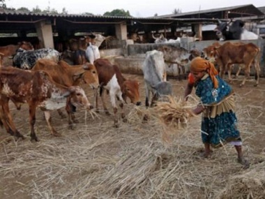 Rajasthan government to felicitate those adopting stray cows; deputy CM Sachin Pilot says it will 'bring people together' Rajasthan government to felicitate those adopting stray cows; deputy CM Sachin Pilot says it will 'bring people together'