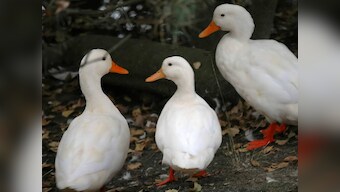 Hundreds of ducks surround car; leave internet in splits