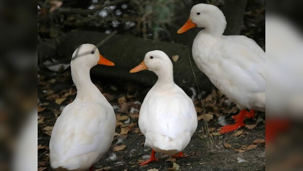 Hundreds of ducks surround car; leave internet in splits