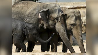 3 elephants killed by speeding train in West Bengal's Jhargram district; not an isolated incident, says forest officer