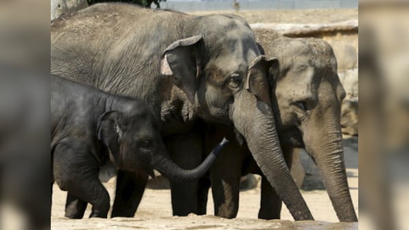 3 elephants killed by speeding train in West Bengal's Jhargram district; not an isolated incident, says forest officer