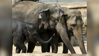 As Gaj Mahotsav celebrates India's elephants, experts warn of threats that will increase tusker-human conflict