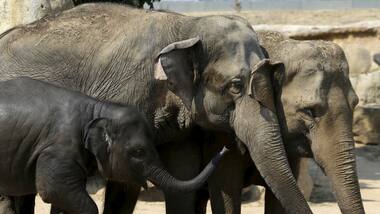 Elephant Day 2019: As engineers of ecosystems, forest elephant numbers affect carbon policy