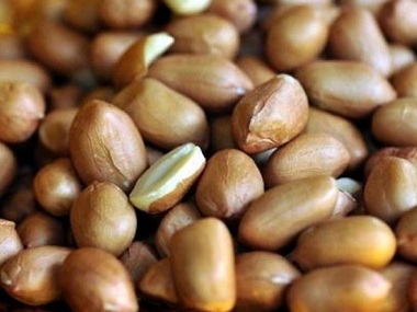 Congress accuses Gujarat government of Rs 4,000-crore scam in procurement of groundnuts, demands judicial probe by SC Congress accuses Gujarat government of Rs 4,000-crore scam in procurement of groundnuts, demands judicial probe by SC